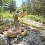 Snake Bite Safety Tips for Social Distancing Outside