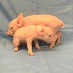 For PKU Research, Pigs Could Be the New Stand-In for People